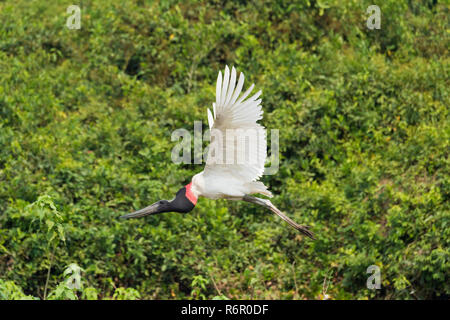 Jabiru mycteria Jabiru () en vol, Pantanal, Mato Grosso, Brésil Banque D'Images