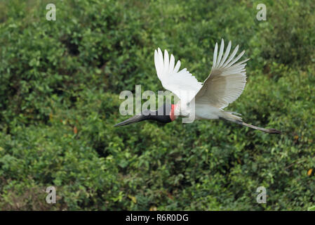 Jabiru mycteria Jabiru () en vol, Pantanal, Mato Grosso, Brésil Banque D'Images