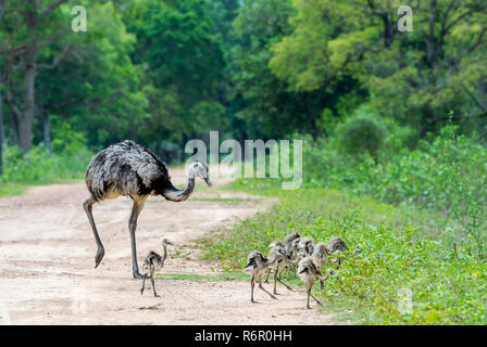 Nandou (Rhea americana) traverser un chemin avec des poussins, Pantanal, Mato Grosso, Brésil Banque D'Images