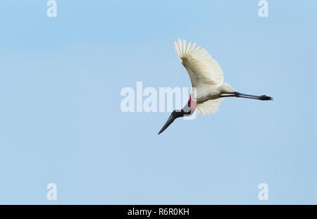 Jabiru mycteria Jabiru () en vol, Pantanal, Mato Grosso, Brésil Banque D'Images