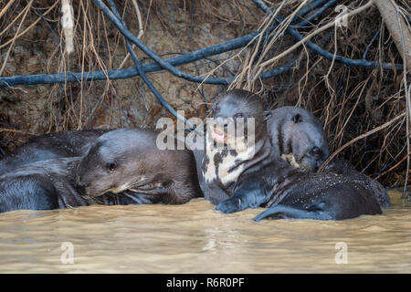 Groupe de loutres de rivière géantes (Pteronura brasiliensis), Pantanal, Mato Grosso, Brésil Banque D'Images