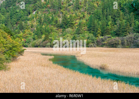 Jiuzhaigou, Reed Lake National Park, dans la province du Sichuan, Chine, Site du patrimoine mondial de l'UNESCO Banque D'Images