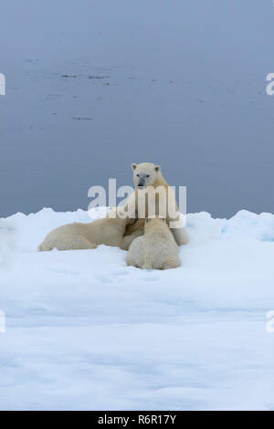 Mère ours polaire (Ursus maritimus) Sciences infirmières deux oursons sur le bord d'un banc de glace fondante, l'île du Spitzberg, archipel du Svalbard, Norvège, Europe Banque D'Images