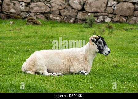 Moutons Dalesbred allongé dans l'herbe, à l'île de Skye, Ecosse, Grande-Bretagne Banque D'Images