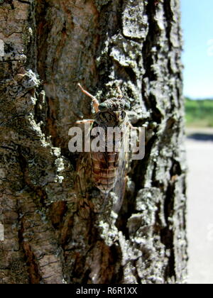 Cigale sur tronc d'arbre Banque D'Images