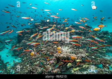 Schwarm, Fischschwarm, Neonfüsilier, Pterocaesio tile), (schwimmt über Korallenriff, Saparua, Insel, Molukken, Banda Voir, Pacifique, Indonesien | Haut-fond, Banque D'Images