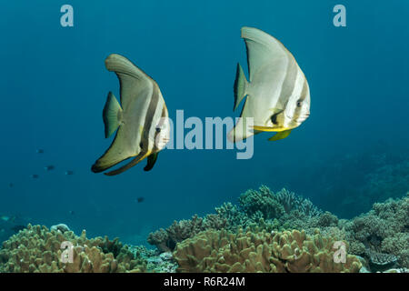 Langflossen Fledermausfisch (Platax teira,), schwimmen über Korallenriff, Saparua, Insel, Molukken, Banda Voir, Pacifique, platax, requins-Indonesien | Banque D'Images