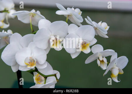 Fleurs orchidées tropicales, phalaenopsiis Banque D'Images