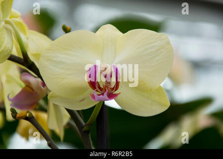 Fleurs orchidées tropicales, phalaenopsiis Banque D'Images