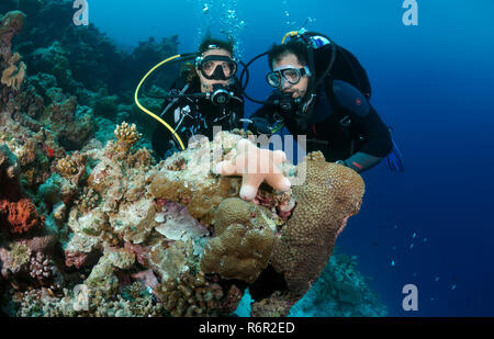 Jeune couple de plongeurs mer granulé star (Choriaster granulatus), de l'Océan Indien, les Maldives Banque D'Images