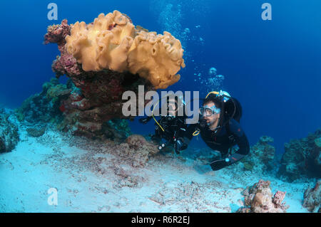 Jeune couple à la recherche du coral divers, de l'Océan Indien, les Maldives Banque D'Images