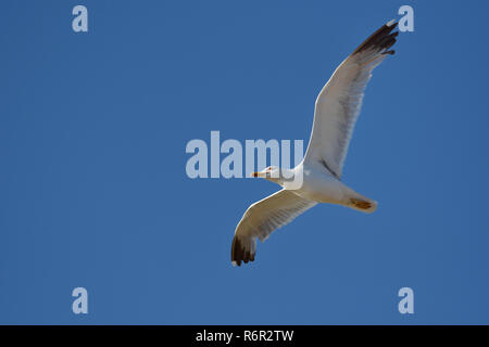 Vol adultes goéland pontique (Larus michahellis) contre un ciel bleu, de l'Alentejo, Portugal Banque D'Images