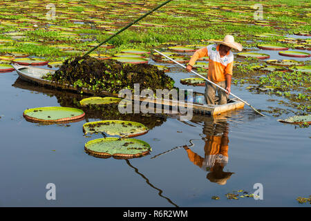 Pantaneiro le nettoyage de l'eau avec des nénuphars Victoria (Victoria regia), Porto Joffre, Pantanal, Mato Grosso, Brésil Banque D'Images