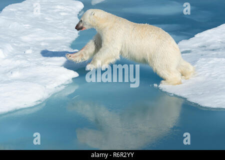 Mâle Ours polaire (Ursus maritimus) avec du sang sur son nez et la jambe sautant au dessus des blocs de glace et d'eau bleue, l'île du Spitzberg, archipel du Svalbard, Norvège Banque D'Images