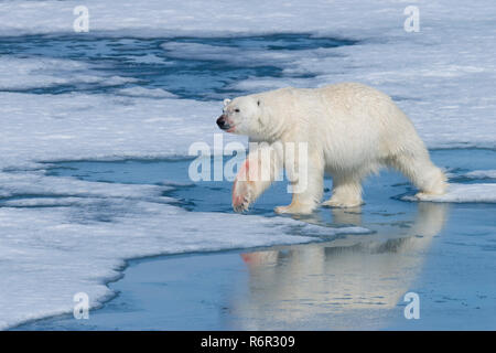 Mâle Ours polaire (Ursus maritimus) avec du sang sur son nez et la jambe sur le banc de glace et d'eau bleue, l'île du Spitzberg, archipel du Svalbard, Norvège, Europe Banque D'Images