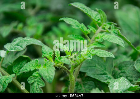 Les semis de tomates Banque D'Images