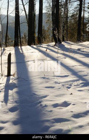 De longues ombres d'arbres sur de la neige en hiver dans la forêt réserve naturelle de Stolby à Krasnoïarsk, en Sibérie, Russie Banque D'Images