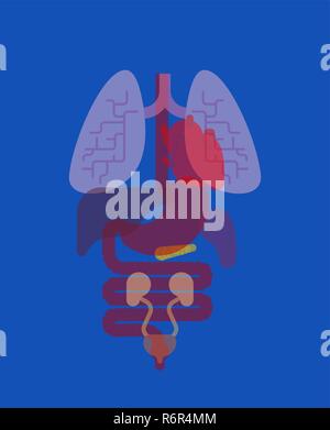 Les organes internes X-ray l'anatomie du corps. Le cœur et les poumons. Le foie et l'estomac. L'œsophage et du pancréas. Les reins et la rate Illustration de Vecteur