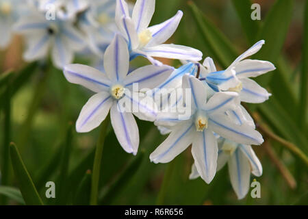 Neige Neige briller de fierté ou étoile hyacinth chionodoxa luciliae Banque D'Images