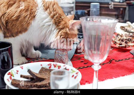Joli rouge adultes chat sur table avec mess après célébration en prix Banque D'Images
