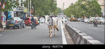 Une vache dans la route de Bangalore, en Inde. Banque D'Images