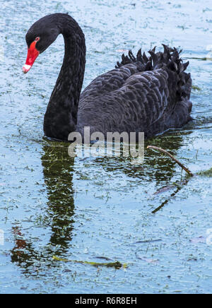 Piscine Black Swan au Claremont Lake Banque D'Images