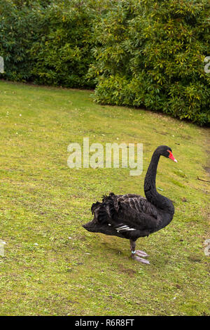 Black Swan sur l'herbe Banque D'Images