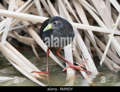 (Amaurornis flavirostra Black Crake) Banque D'Images