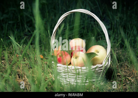 Des pommes mûres dans l'artisanat panier au-dessus de l'herbe verte. Banque D'Images