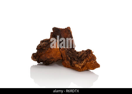 Chaga champignons sains Banque D'Images