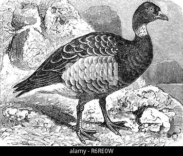 L'amélioration de la reproduction numérique, Brent, ou Brent Goose, Ringelgans, Branta bernicla Bernicla torquata, original, imprimer à partir de la 19e siècle Banque D'Images