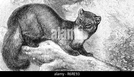 L'amélioration de la reproduction numérique, la martre d'Europe, Mustela, Baummarder martes, tirage original du 19ème siècle Banque D'Images