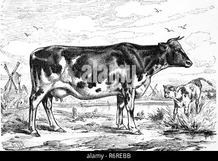 L'amélioration de la reproduction numérique de la race bovine, une vache, des Pays-Bas, Noir Pied bovins laitiers, hollÃ¤ndischen Kuh der Rasse, Schwarzbunte Milchkuh, tirage original du 19ème siècle Banque D'Images