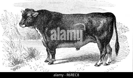 L'amélioration de la reproduction numérique de la race bovine, Highland cattle, Stier der schottischen hornlosen Rasse, tirage original du 19ème siècle Banque D'Images