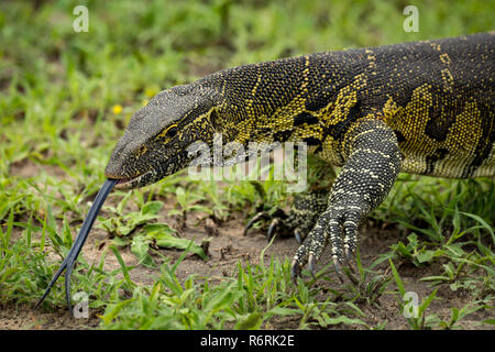 Close-up de varan flicking langue Banque D'Images