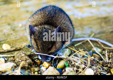 Vote / souris sauvages sur le terrain Banque D'Images