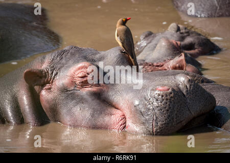 Close-up d'Hippopotamus avec oxpecker dans l'eau Banque D'Images