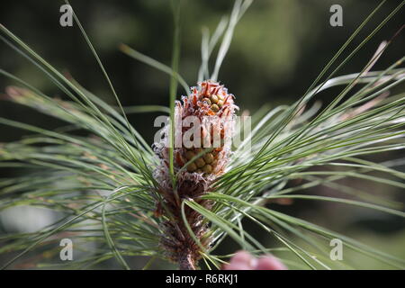 Secteur de l'hôtellerie,pin,pin Pinus canariensis,jeunes cônes Banque D'Images