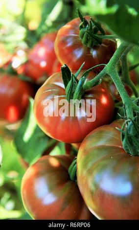 Tomates beefsteak mûres sur la vigne dans un potager biologique, des tomates Boeuf prêtes pour la récolte Banque D'Images