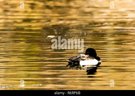 Natation fuligule morillon Banque D'Images