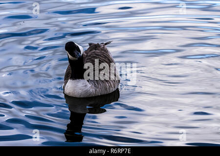 Canada goose la natation dans le lac Yacine Boukabous Banque D'Images