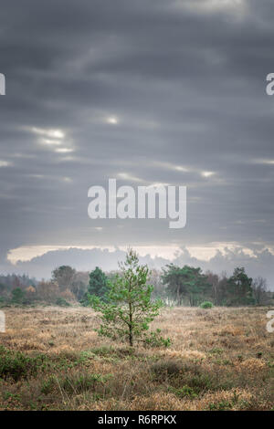 Les nuages de tempête au-dessus d'un arbre isolé sur la lande de Mutter's Moor, l'est du Devon, Angleterre du Sud-Ouest, Royaume-Uni. Banque D'Images