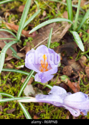 Fleur de crocus violet et orange sur une seule vue du dessus des pétales printemps Banque D'Images