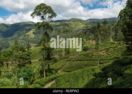 La plantation de thé près de Nuwara Eliya, Sri Lanka Banque D'Images