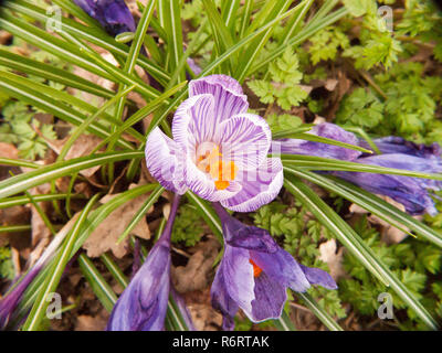 Fleur de crocus violet et orange sur marbre Banque D'Images