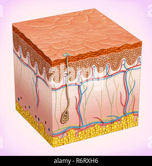 La peau est constituée de trois couches : épiderme, derme et tissu sous-cutané. Sa fonction est de protéger le corps de l'environnement. Banque D'Images
