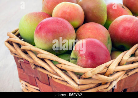 Un panier fraîchement cueillies de découverte (Malus domestica) Les pommes. Banque D'Images