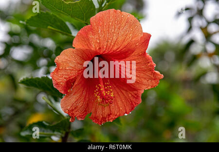 Fleur d'Hibiscus Orange avec des gouttes d'eau au jardin de balata Martinique Banque D'Images