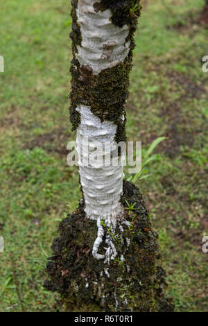 Phoenix Roebelenii ou Pygmy Date Palm au jardin de balata Martinique Banque D'Images