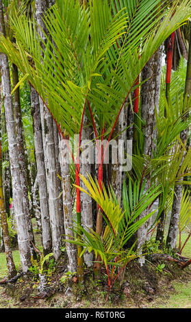 Cire cire rouge à lèvres d'étanchéité Palm Jardin de Balata Martinique Banque D'Images